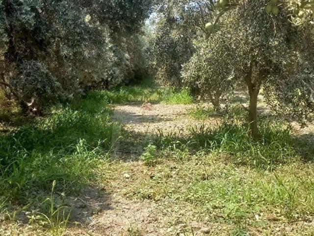 Hatay içerisinde satılık Arsa