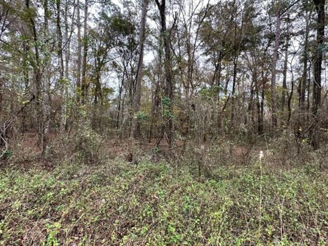 Land for sale in Live Oak