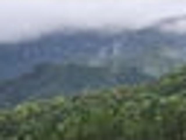 Land for sale in Waikato
