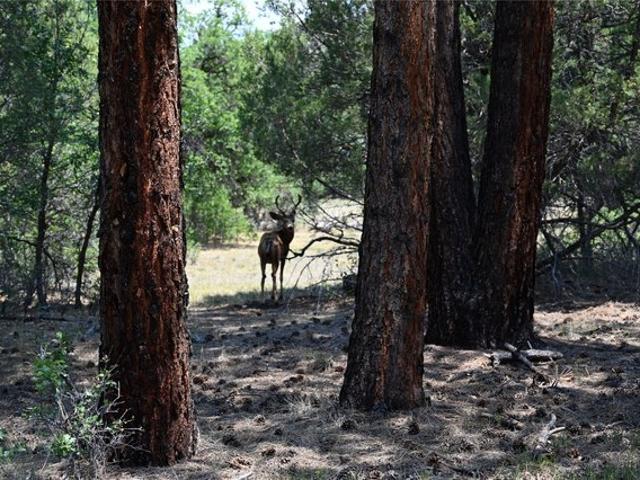 Land for sale in Chama, New Mexico
