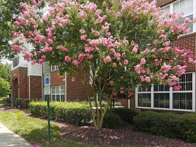 Apartment for rent in Cary, Wake County