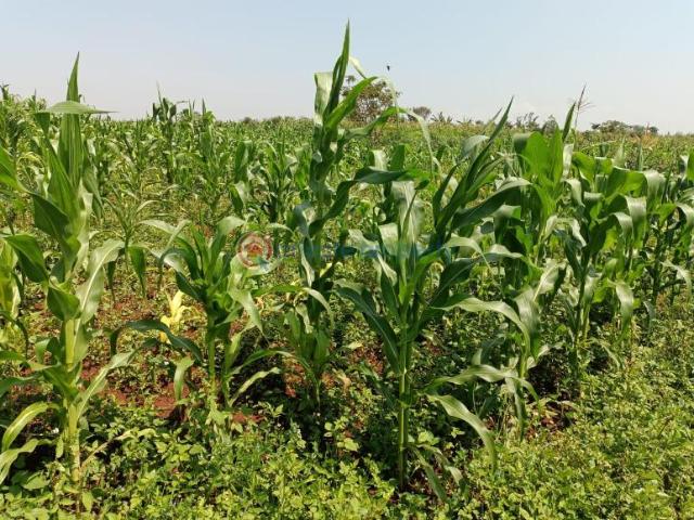 Land for sale in Makuyu, Maragwa