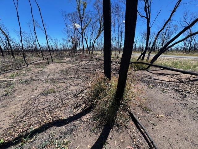 Cottage for sale in Tara, Queensland