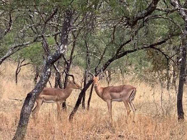 Farm for sale in Ehlanzeni, Mpumalanga