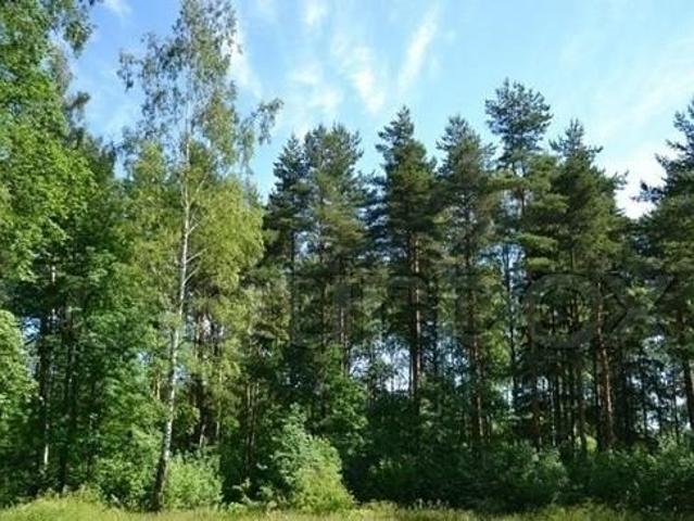 Land for sale in Lumpkin, Stewart County