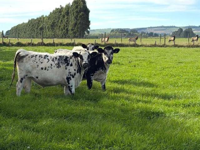 Property for sale in Southland