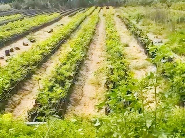 Samandağ, Hatay içerisinde satılık Arsa