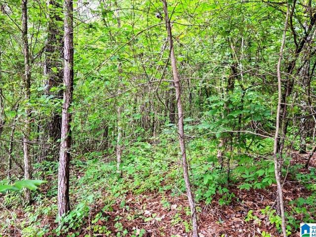 Land for sale in Dora, Alabama