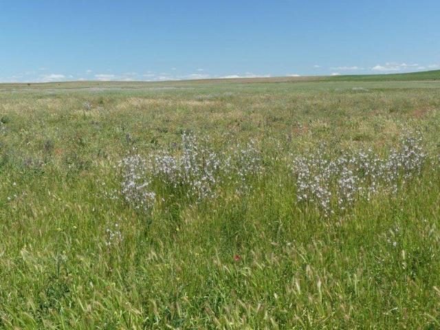 Cottage for sale in Minvalara, South Australia