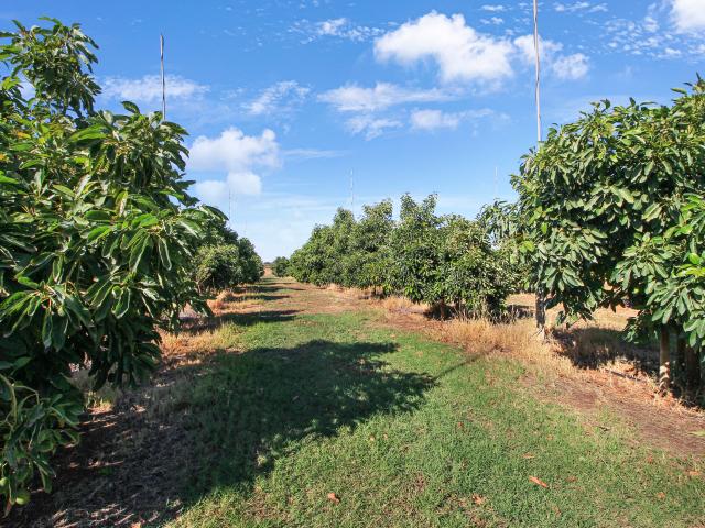 Land for sale in Renmark, South Australia