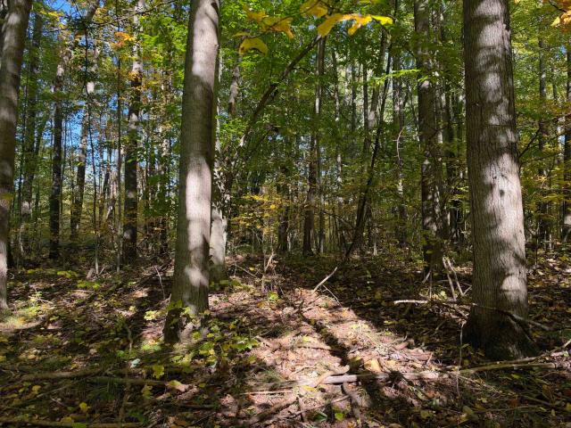 Land for sale in Cedar Township, Osceola County
