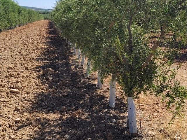 Terreno en venta en Astigi, Écija