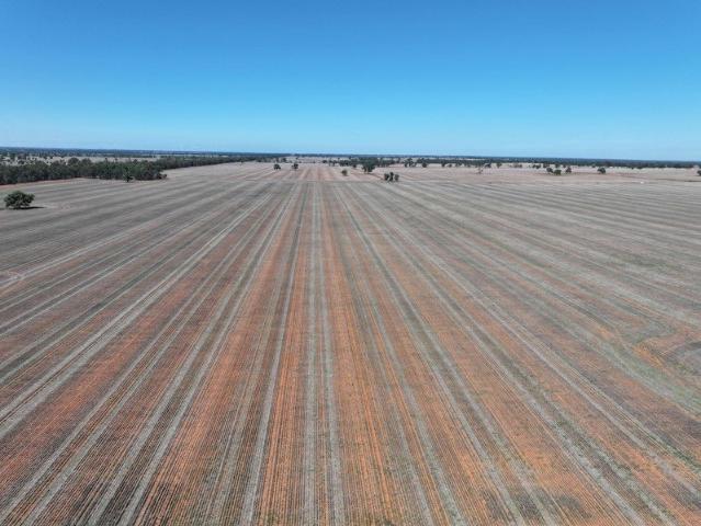 Acreage for sale in Boree Creek, New South Wales