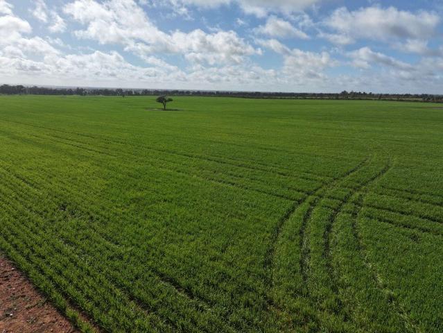 Acreage for sale in Boree Creek, Federation Council