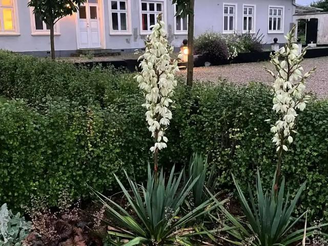 Villa til salg i Aarup, Assens
