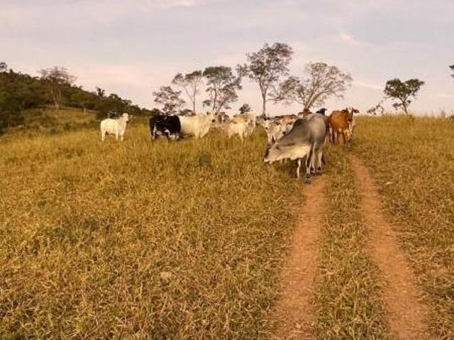 Sítio e chácara venda em Região Geográfica Imediata de Belo Horizonte, Região Metropolitana de Belo Horizonte