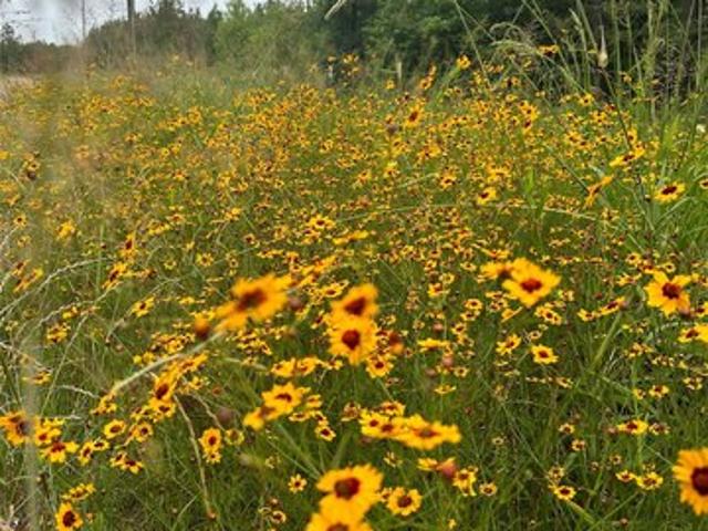 Land for sale in Apple Springs, Texas