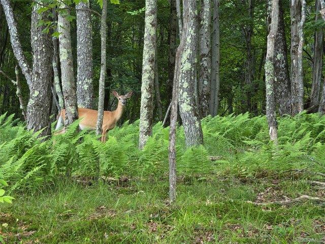 Land for sale in Claryville, New York