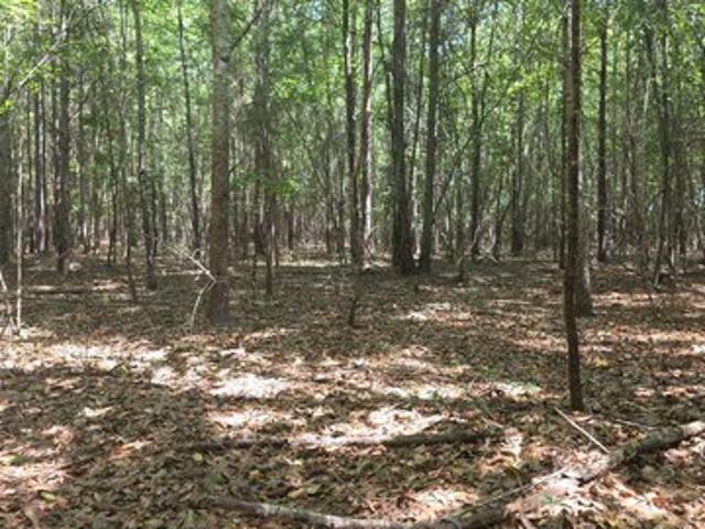 Land for sale in Sardis, Burke County