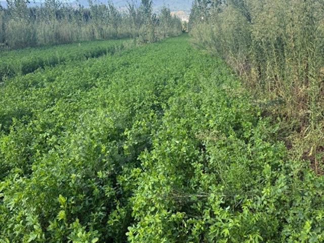Kültür, Niksar içerisinde satılık Arsa