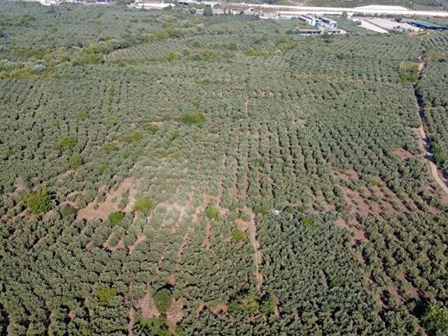 Gemlik, Bursa içerisinde satılık mülk