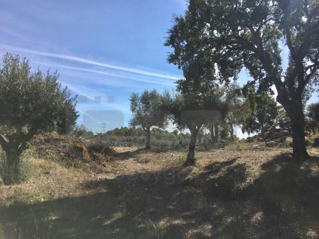 Terreno venda em Portelinha, Tomar