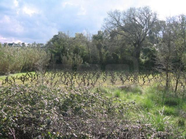 Terreno venda em Tomar, Santarém