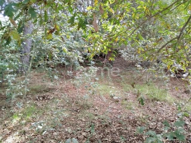 Terreno venda em Tondela e Nandufe, Tondela