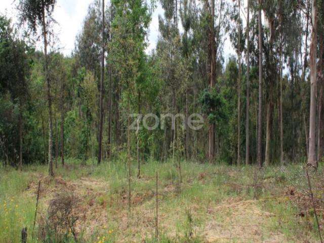 Terreno venda em Tondela e Nandufe, Tondela