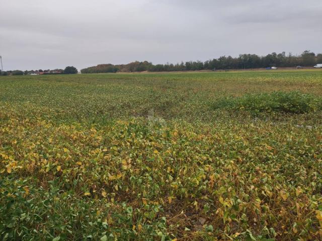 Landwirtschaft kaufen in Katastralgemeinde Deutsch Wagram, Deutsch-Wagram