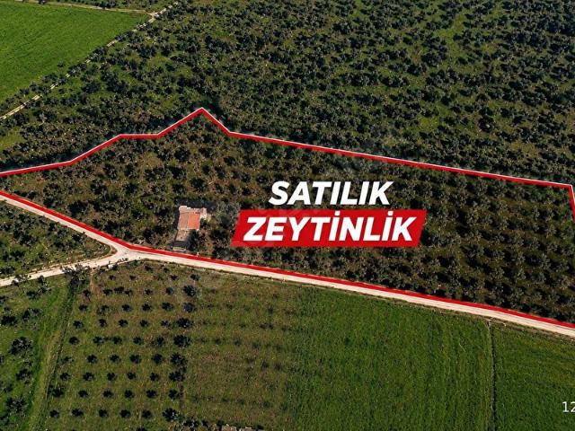 Buca, İzmir içerisinde satılık mülk