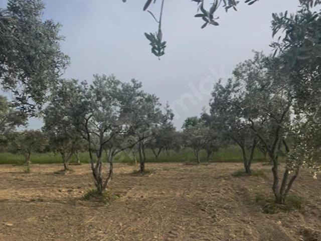Torbali, İzmir içerisinde satılık Arsa
