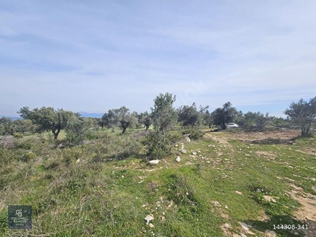 Torbali, İzmir içerisinde satılık mülk