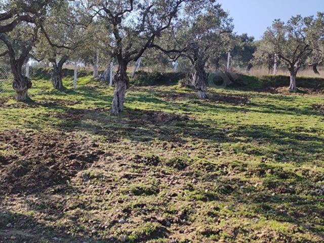 Torbali, İzmir içerisinde satılık Arsa