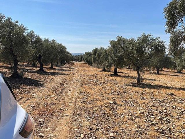 Dirmil Mahallesi, Torbalı içerisinde satılık mülk