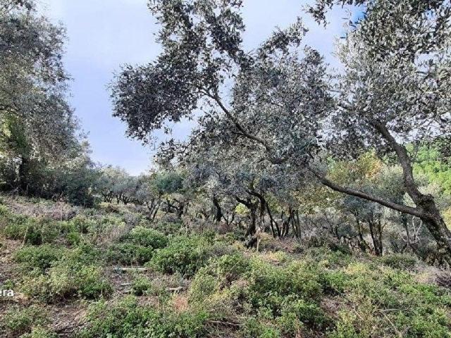Torbali, İzmir içerisinde satılık mülk