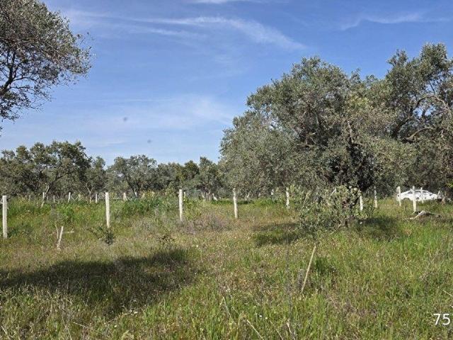 Torbali, İzmir içerisinde satılık Arsa