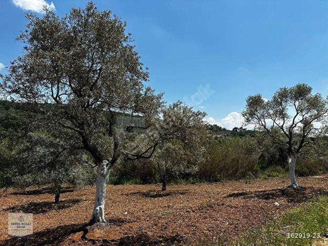 Torbali, İzmir içerisinde satılık Arsa
