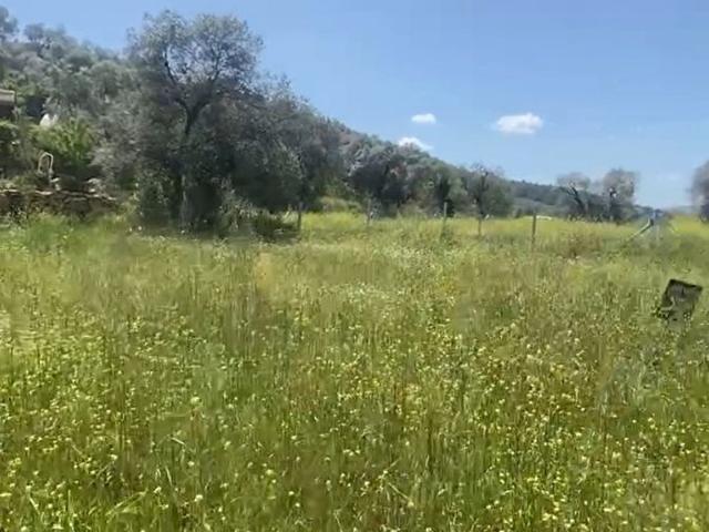 İzmir Merkez içerisinde satılık Tarla İzmir Merkez içerisinde satılık Tarla