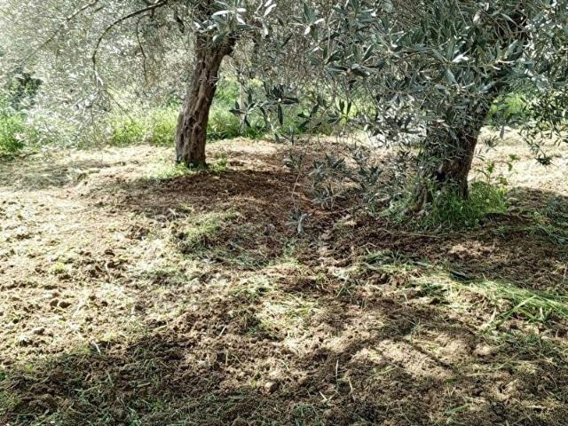 Torbali, İzmir içerisinde satılık mülk