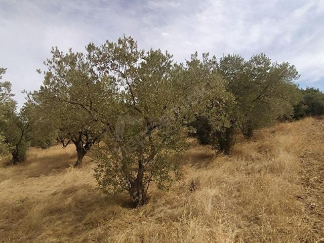 İzmir Merkez, İzmir içerisinde satılık mülk