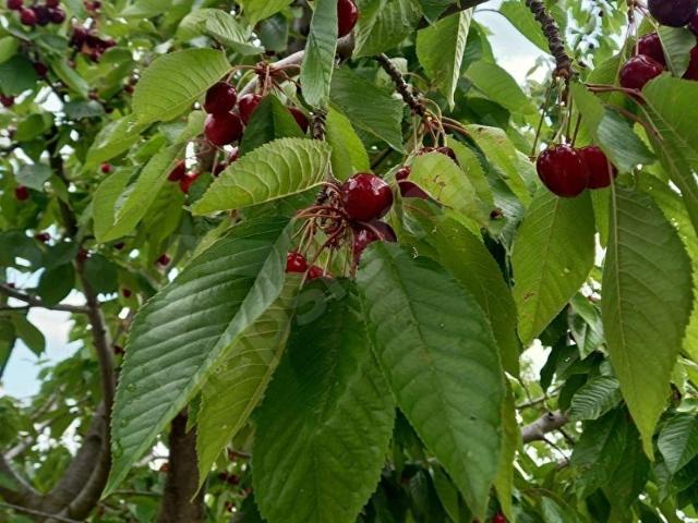 Toroslar, Mersin içerisinde satılık mülk