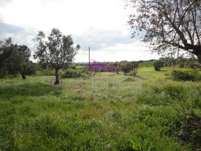 Terreno venda em Torres Novas, Santarém