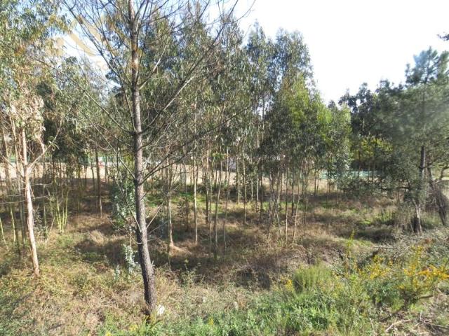 Terreno venda em Varatojo, Torres Vedras