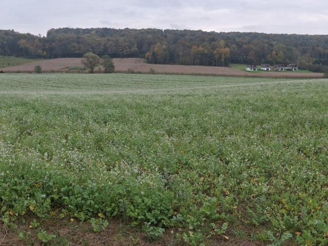 Grundstück kaufen in Steiermark