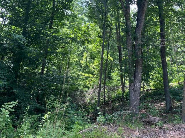 Land for sale in Raven Hill, Tazewell