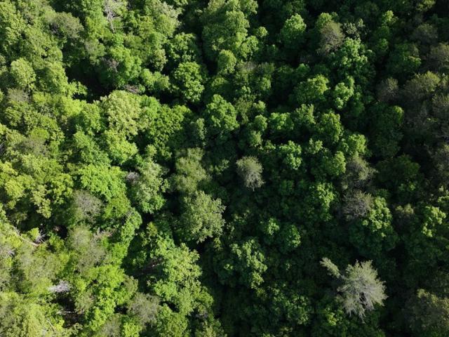 Land for sale in North Carolina