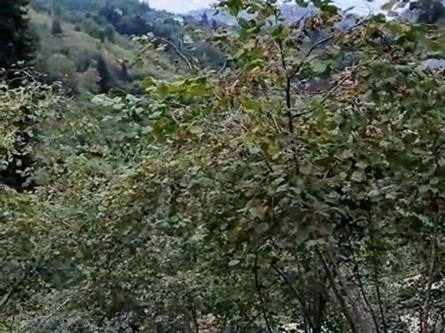 Çardaklı, Arsin içerisinde satılık mülk