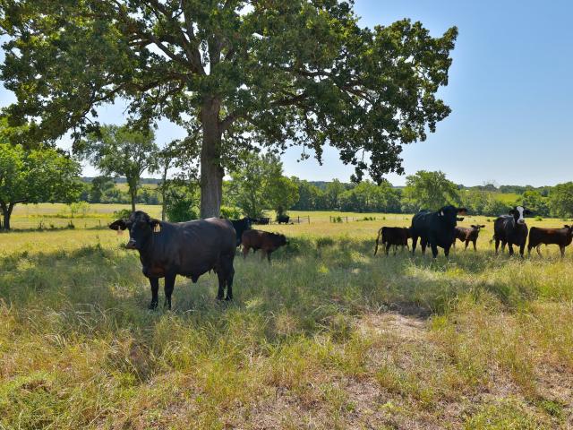 Land for sale in Grimes, Texas