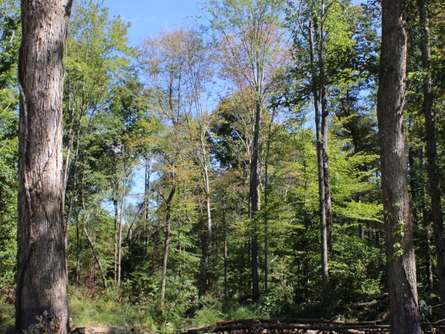 Land for sale in Commiskey, Indiana